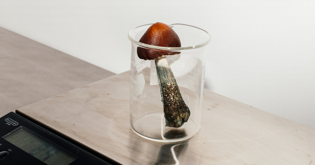 Küçük Çalışma Gösterileri, Psilosibin Depresyonlu Hastalarda Beyin Aktivitesini Artırıyor