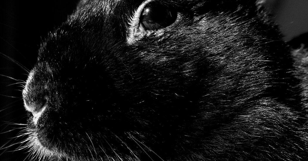 Tavşanlar Sıkıcı Evcil Hayvanlardır.  Her Haliyle Seviyorum.