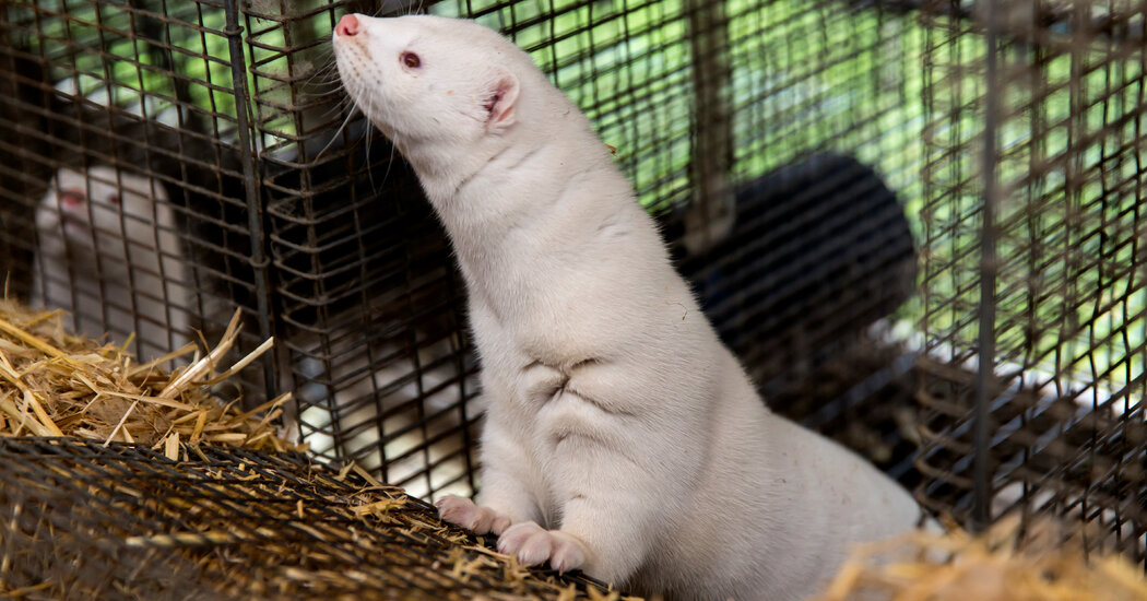 Vizonda Görülen Bir Virüs Varyantı Dört Amerikalıya Bulaştı
