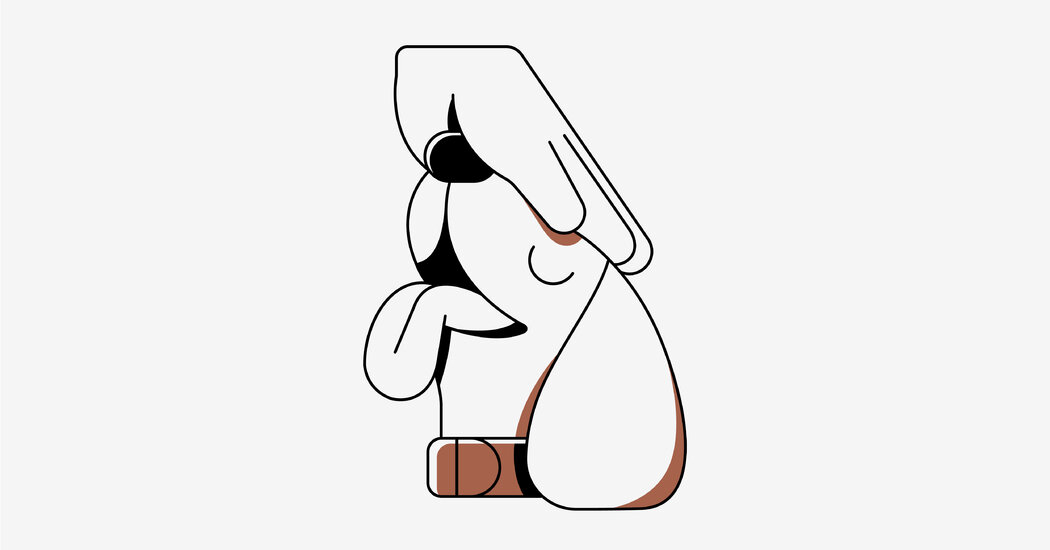 Evcil Hayvanınız İyi Bir Terapi Hayvanı Olabilir mi?