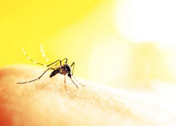 Sivrisinekler Neden Kimi İnsanları Daha Fazla Isırır?