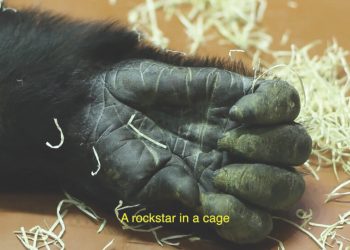 ‘Gorilla Milk’in Ortaya Çıkardığı Gerçek Delilik