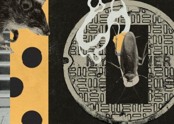 Sıçanlar, Hamam üreticisi ve Kirlerin Viral Videoları?  New York Kendini Bu Şekilde Gururlandırıyor