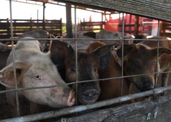Bir Noche Buena Geleneği İçin Domuz Domuzu Olmak