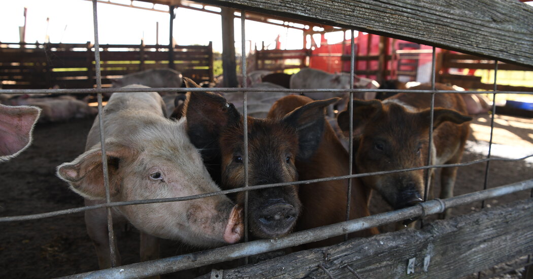 Bir Noche Buena Geleneği İçin Domuz Domuzu Olmak