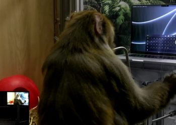 Elon Musk, Gelecek Yıl İnsanlarda Bir Beyin İmplantını Test Etmeyi Umuyor