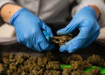 FDA, CBD Ürünlerini Denetlemek İçin Daha Fazla Yetki İstiyor