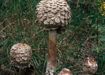 Mantarlar Bizi Yok Etmek Veya Bizi Kurtarmak İçin Burada Değil