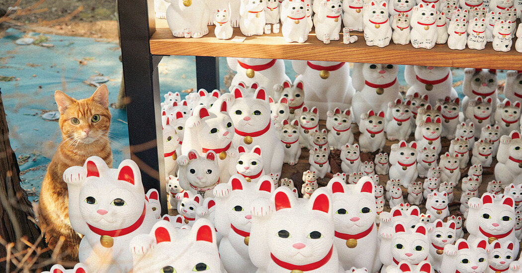 Japonya’da Kediler Neden Bu Kadar Efsanevi Güçlere Sahip?