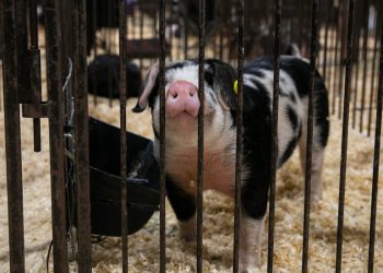 Bir Sonraki Pandemi İlçe Panayırında Başlayabilir mi?