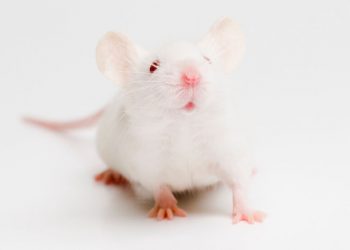 Genç Farelerin Kanı Yaşlılarda Ömrü Uzatır