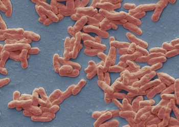 Cüzzam Orta Florida’da Endemik Olabilir, Bilim Adamları Raporu