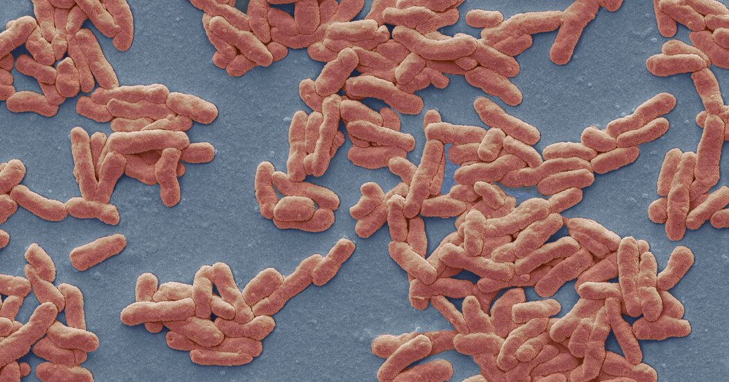 Cüzzam Orta Florida’da Endemik Olabilir, Bilim Adamları Raporu