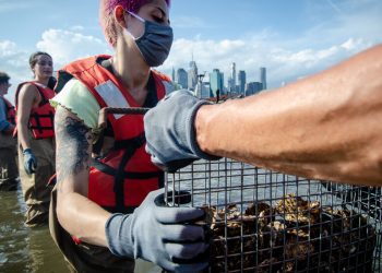 New York İstiridye Rekoru Denemeye Çalışıyor