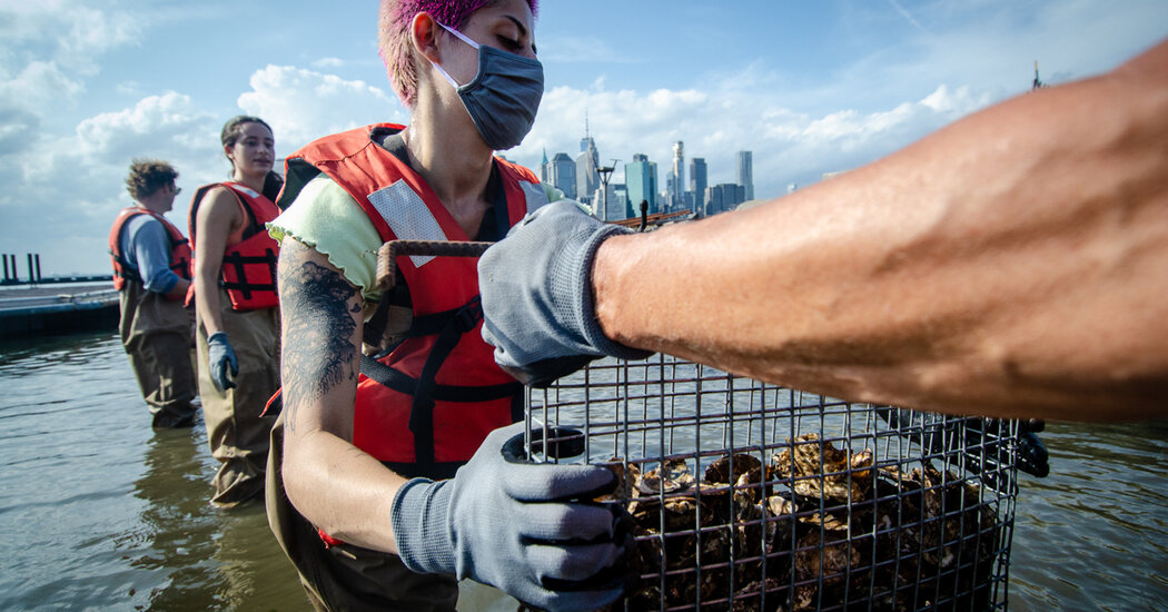 New York İstiridye Rekoru Denemeye Çalışıyor