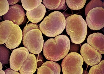 Belsoğukluğu İlaç Dirençli Hale Geliyor.  Bilim insanları bir çözüm buldu.