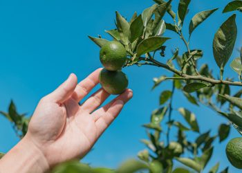 Şef Junghyun Park ‘Kore Yemek Kitabı’nda Derinlere Daldı