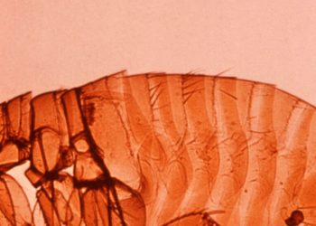 Kediniz Size Veba Verebilir mi?