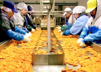 E. Coli Salgınında Organik Havuçla Bağlantılı 1 Ölü ve Düzinelerce Hasta