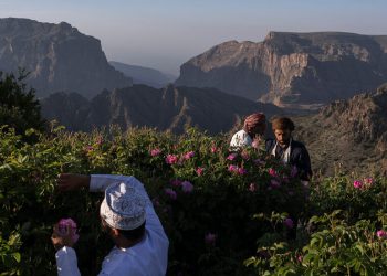 Umman’ın Pembe, Mis Kokulu Gül Tarlalarında Bir Gezi