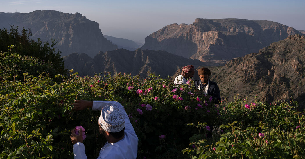 Umman’ın Pembe, Mis Kokulu Gül Tarlalarında Bir Gezi