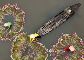 Vietnam’ın Nilüfer Hasatını İzlemek Gibi Bir Şey Yok