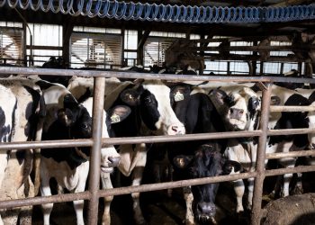 CDC ÇAYSMASA SEST VETERINERLERINDE SESSZ KAŞ GRİBI ENFEKSIYONLAR BURUR