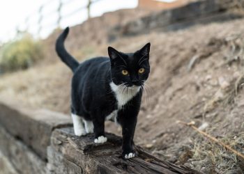 CDC Direkleri, Sonra Siler, Kediler ve Insanlar Araseynda YayilMIc Kaş Gribi Ükerindeki Veri