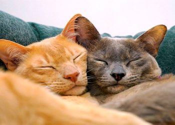 Kedi TUYUUR Kiyafetlerinde Kâbus Olmas. Işte Profesyonel Çözler!