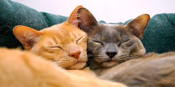 Kedi TUYUUR Kiyafetlerinde Kâbus Olmas. Işte Profesyonel Çözler!