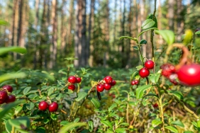 Kizilcik-Serbeti8217nde-Dogukan-Gungor-Krizi-Yapimci-Karari-Ne-Oldu-featured