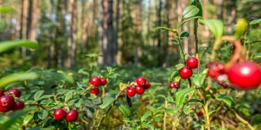 Kizilcik-Serbeti8217nde-Dogukan-Gungor-Krizi-Yapimci-Karari-Ne-Oldu-featured