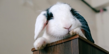 Bad-Bunny-ve-Gabriela-Ask-Yeniden-Yillar-Icindeki-Degisimleri-Goz-Kamastiriyor-featured