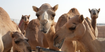 Burak-Ozcivit8217in-BAE8217deki-Dev-Gayrimenkul-Yatirimlari-Ortaya-Cikti-featured