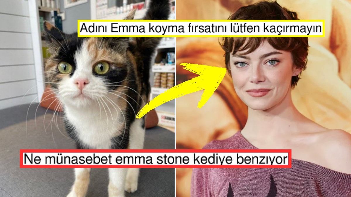 Emma Stone'un kedi ikizi, Türkiye'de viral oldu