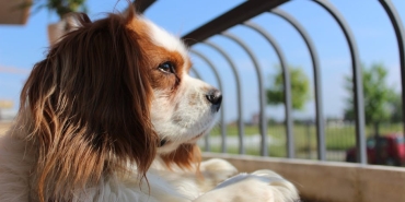 Kral-Charles8217in-40-Yillik-Paltosu-Surdurulebilirlik-Mesajiyla-Gundemde-featured