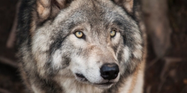 Kurtlar-Vadisi8217nin-Unutulmaz-Yuzu-Sivga-Gerez-Vefat-Etti-featured