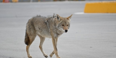 Rapci-Cakal8217dan-AIDS-Iddialarina-Sert-Yanit-8220Saglikliyim8221-featured