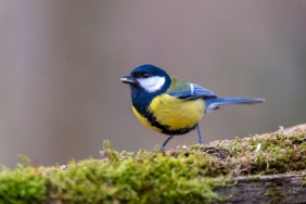 Twitter8217in-Altin-Cagindan-Unutulmaz-Tweetler-featured